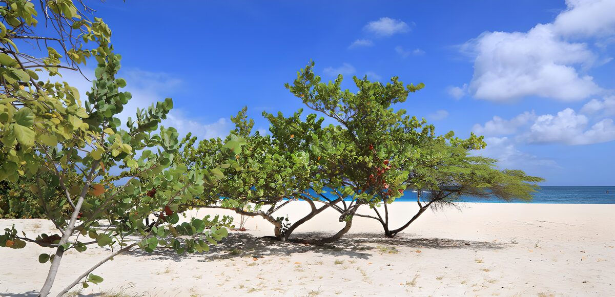 Groene bomen aan een zonnig strand