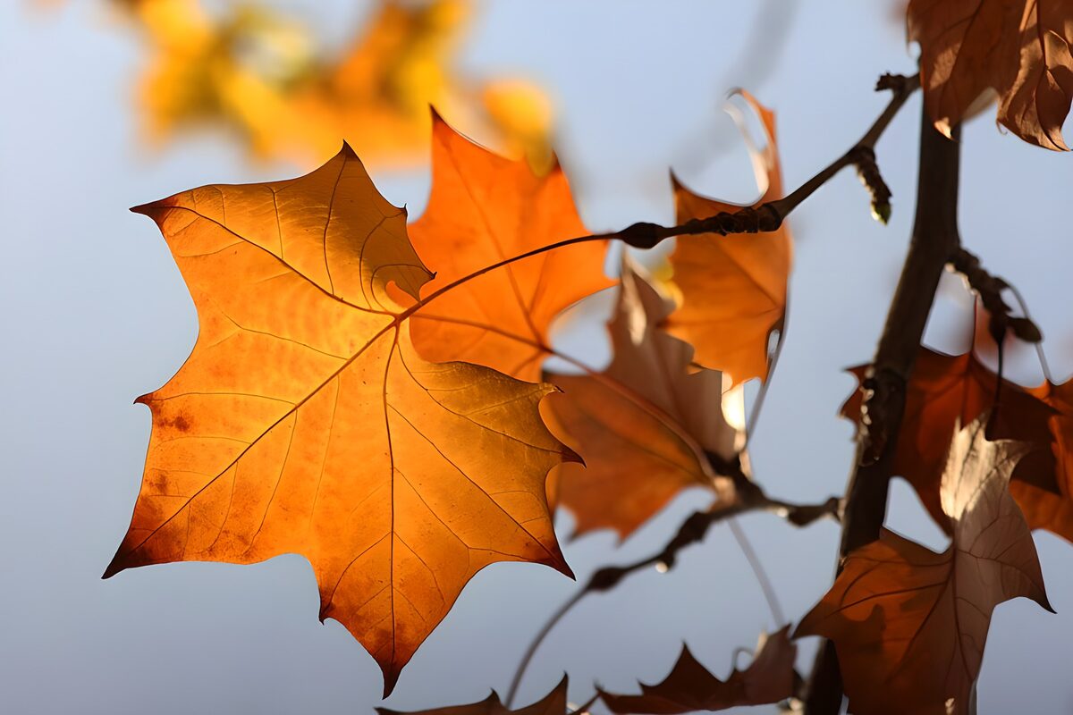 Herfstblad vol gouden licht