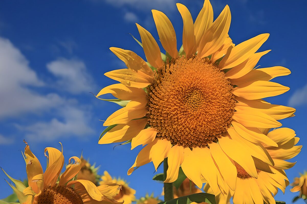 Een zonnebloem vol gouden zomerlicht