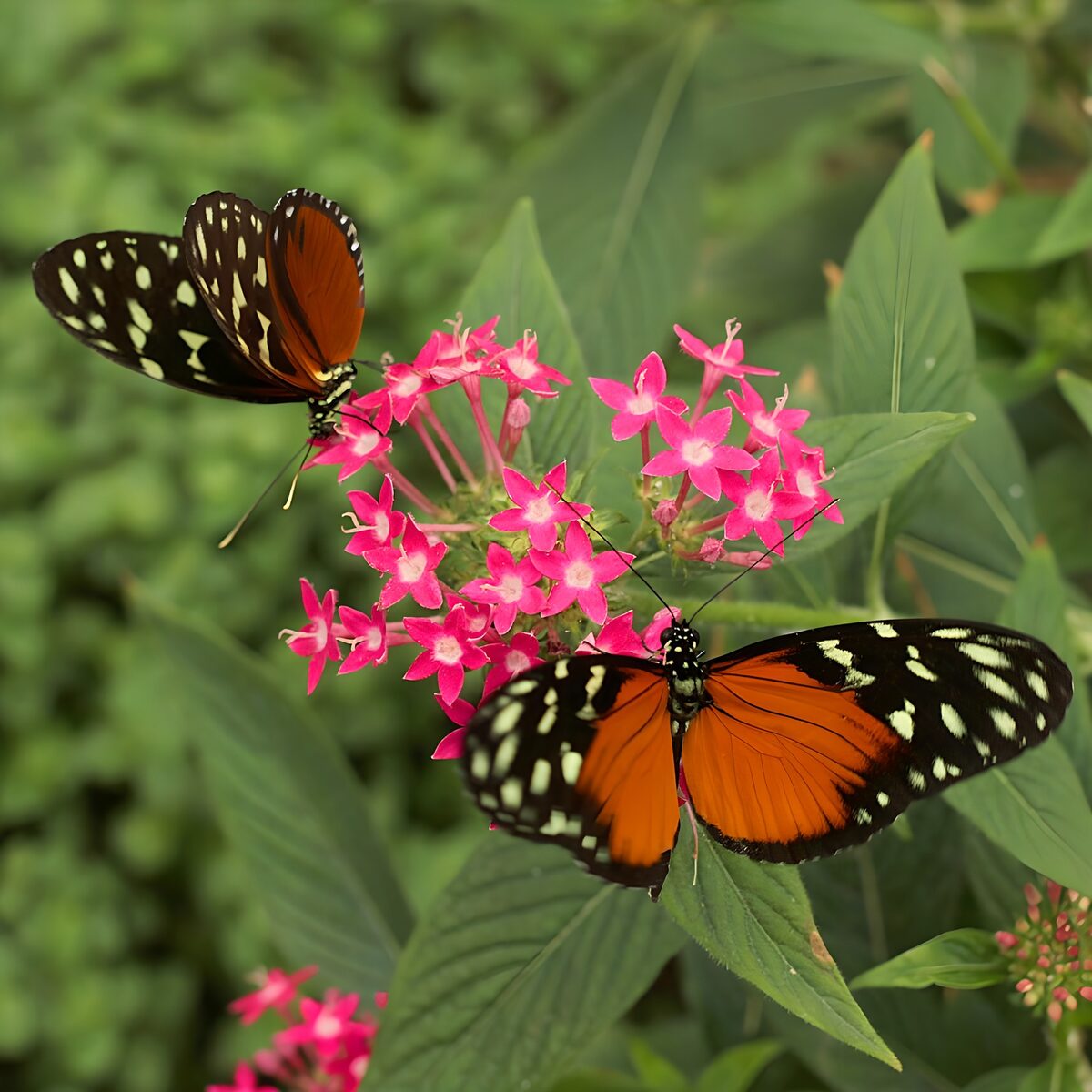 Twee oranje vlinders op roze bloemen