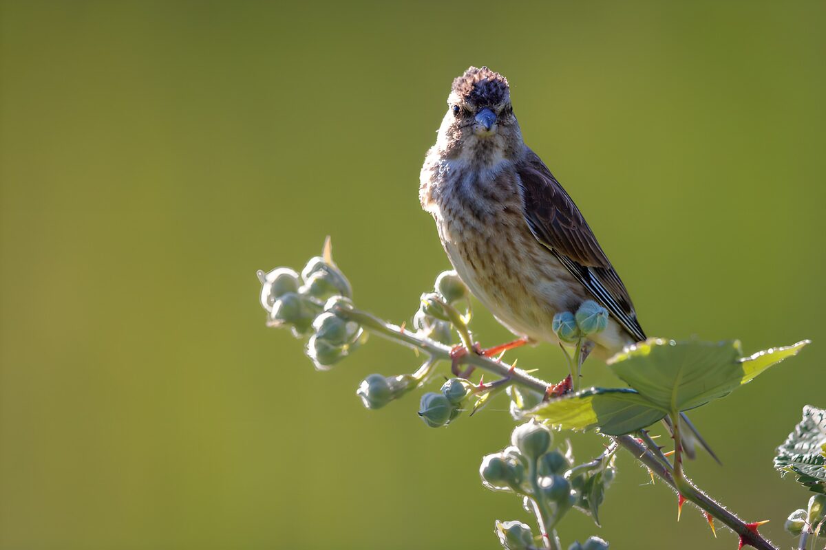 Zangvogel op een zonnige bessentak