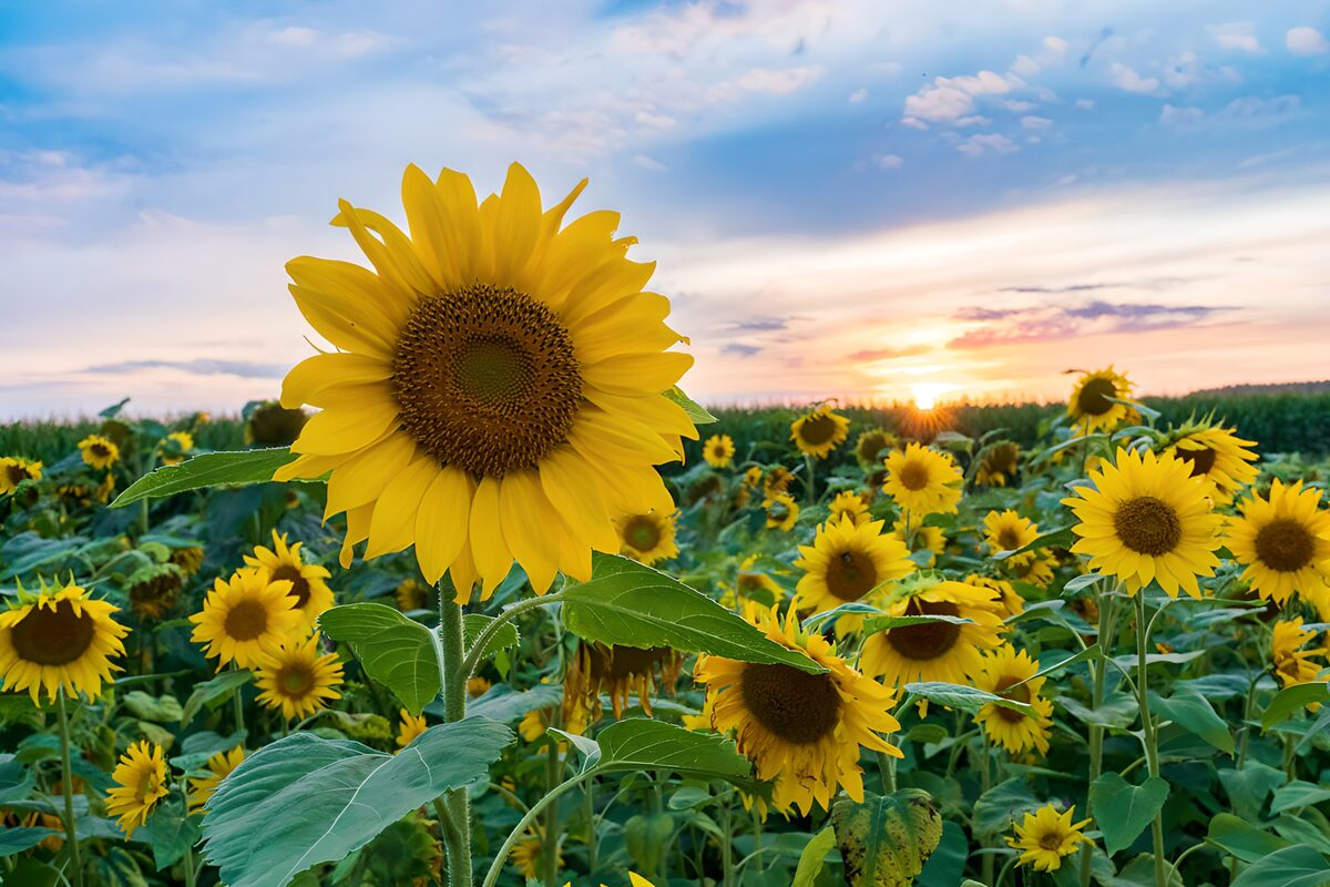 Zonnebloemenveld bij zonsondergang