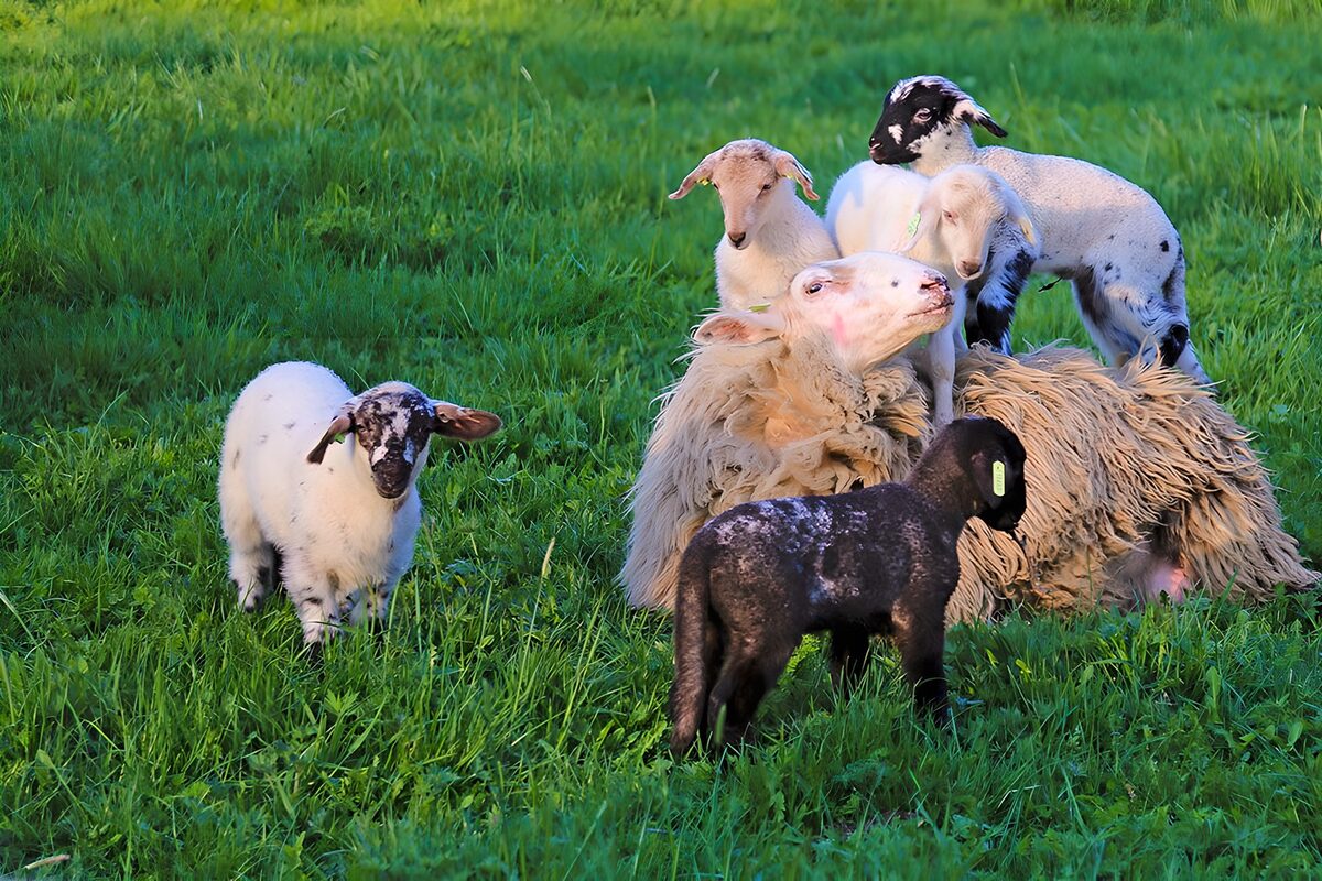 Schaap met lammeren in het groene gras