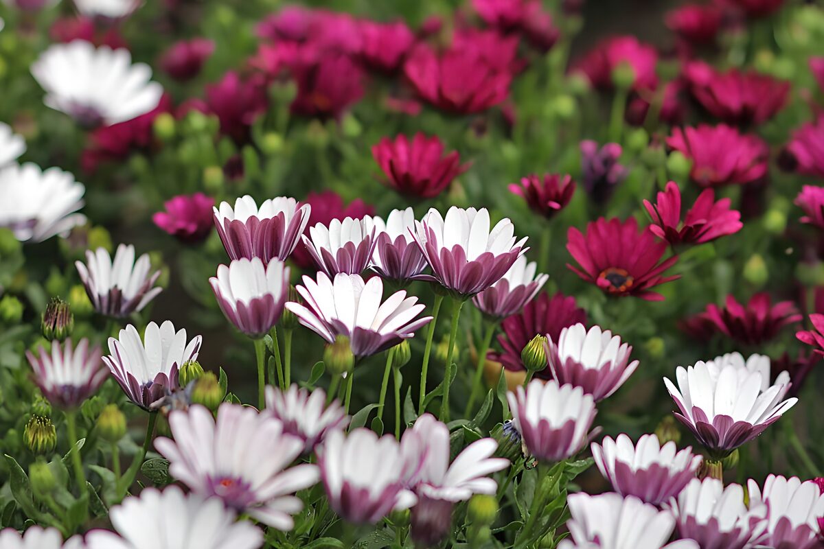 Wit-paarse bloemen tussen dieproze bloei