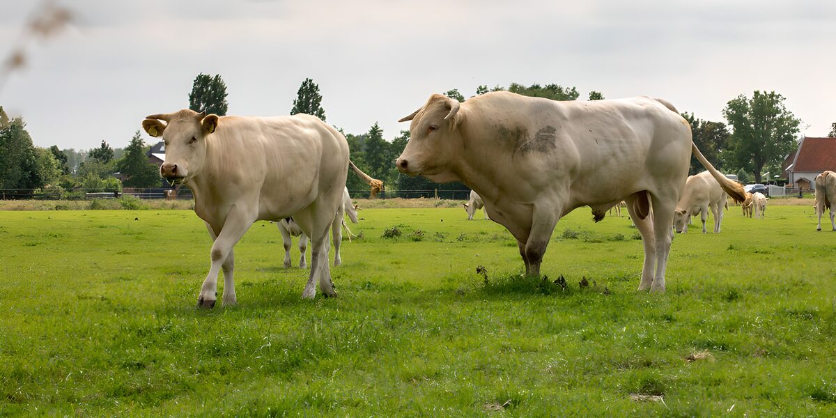 Twee witte runderen in de groene wei