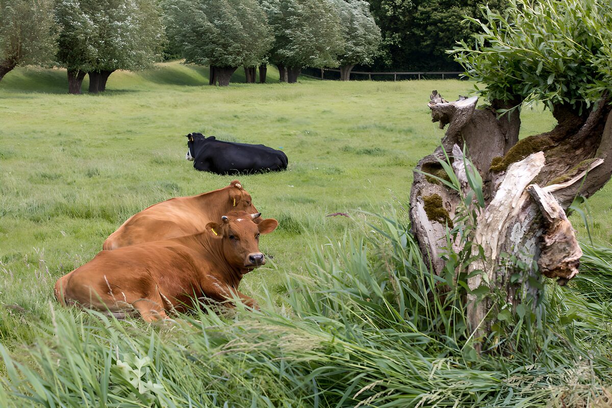 Drie koeien in het groene gras