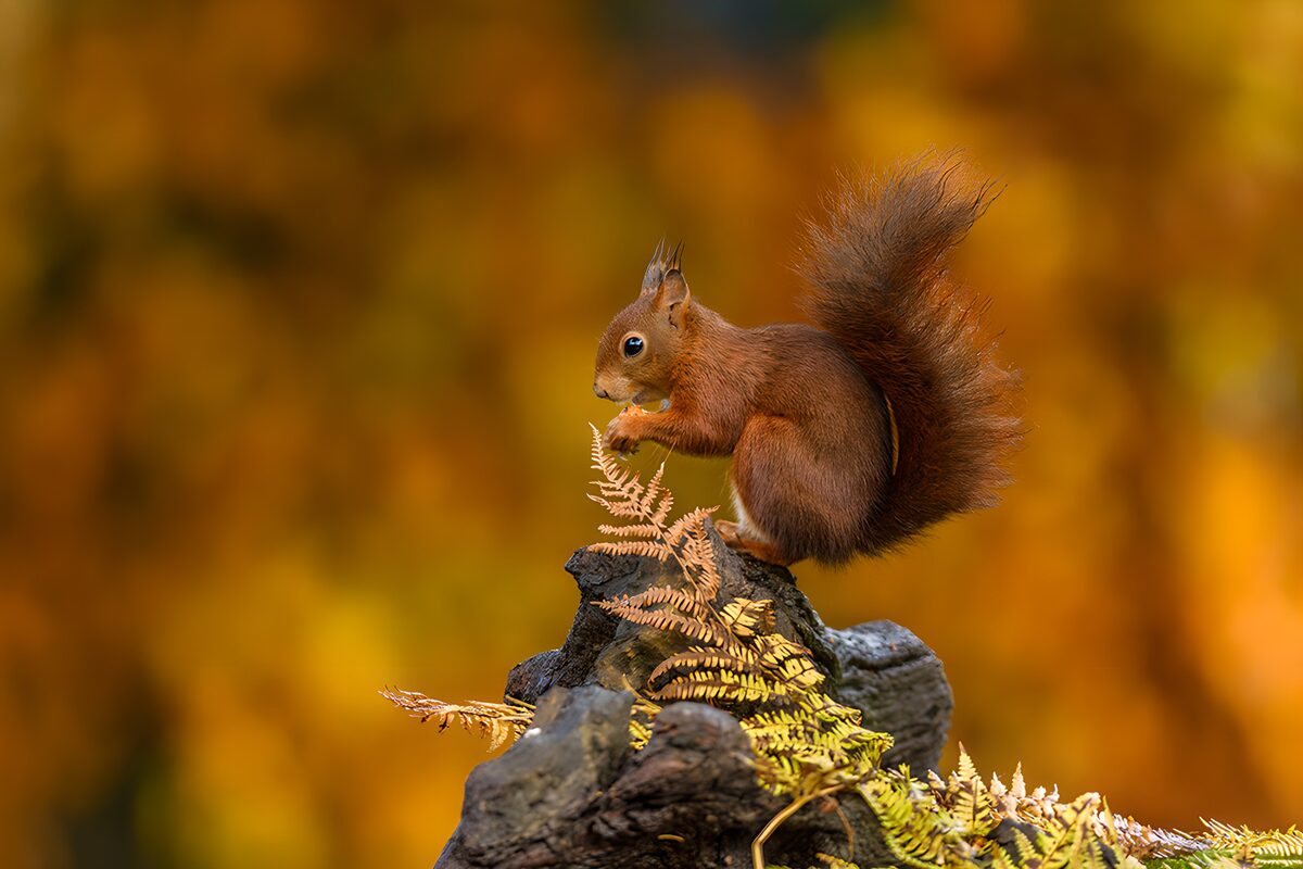 Rode eekhoorn op een herfststronk