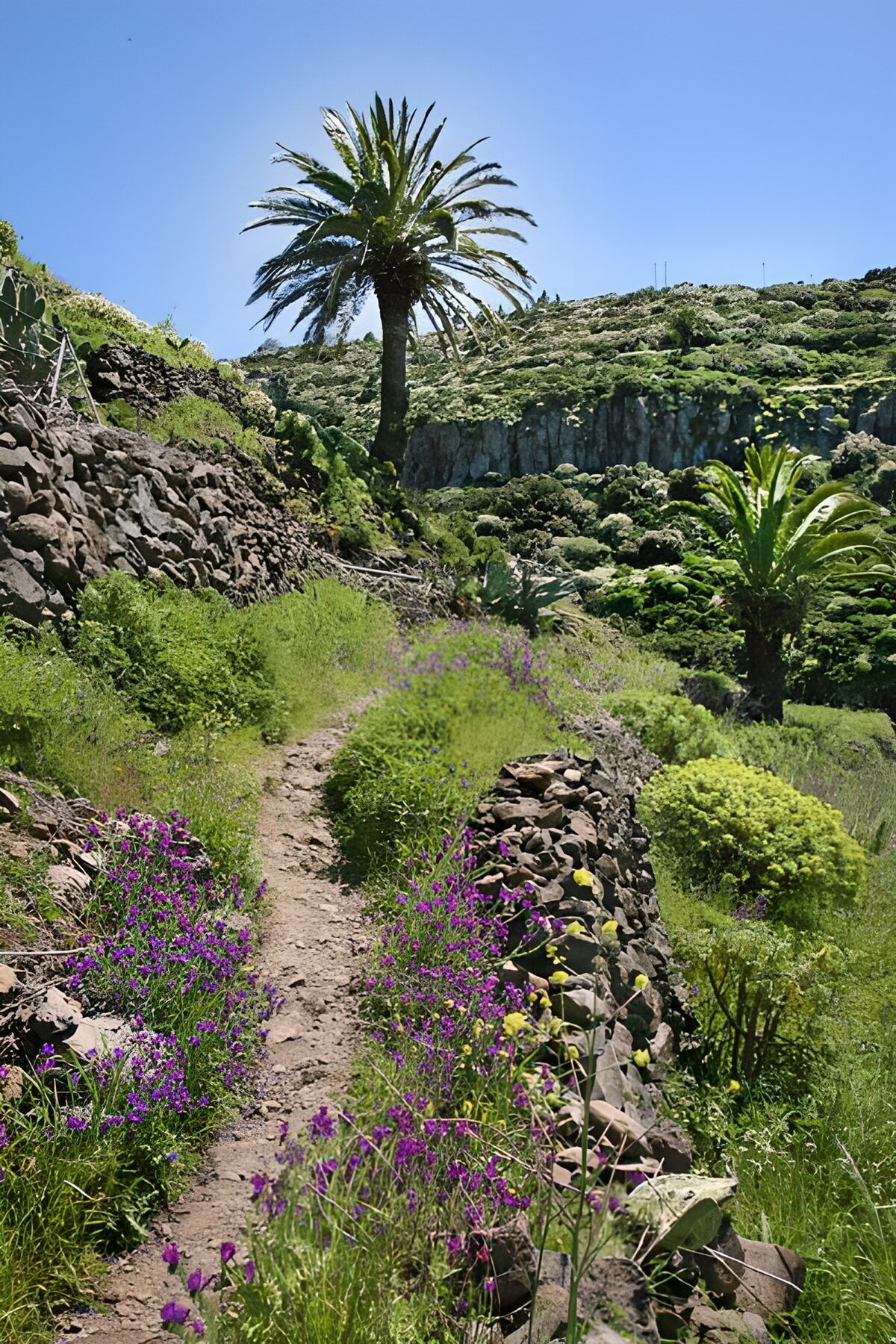 Wandelpad met palmen en paarse bloemen