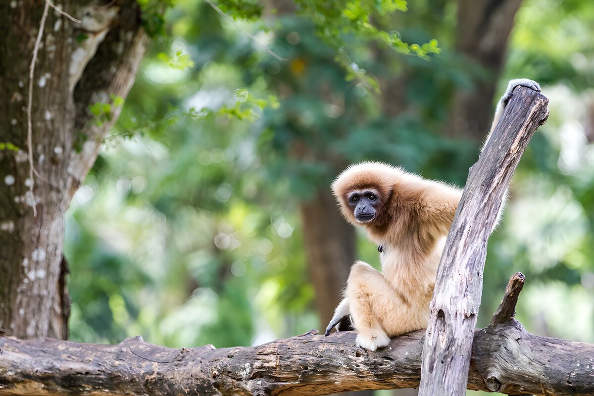 Gibbon op een verweerde boomtak