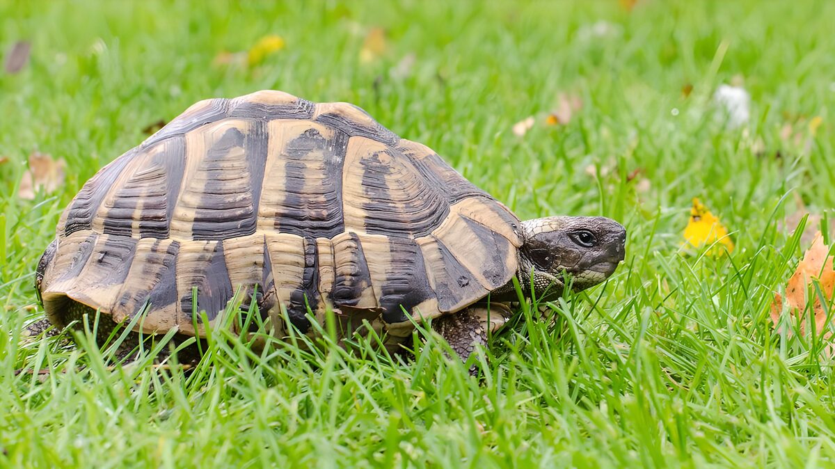 Landschildpad tussen frisgroene sprieten