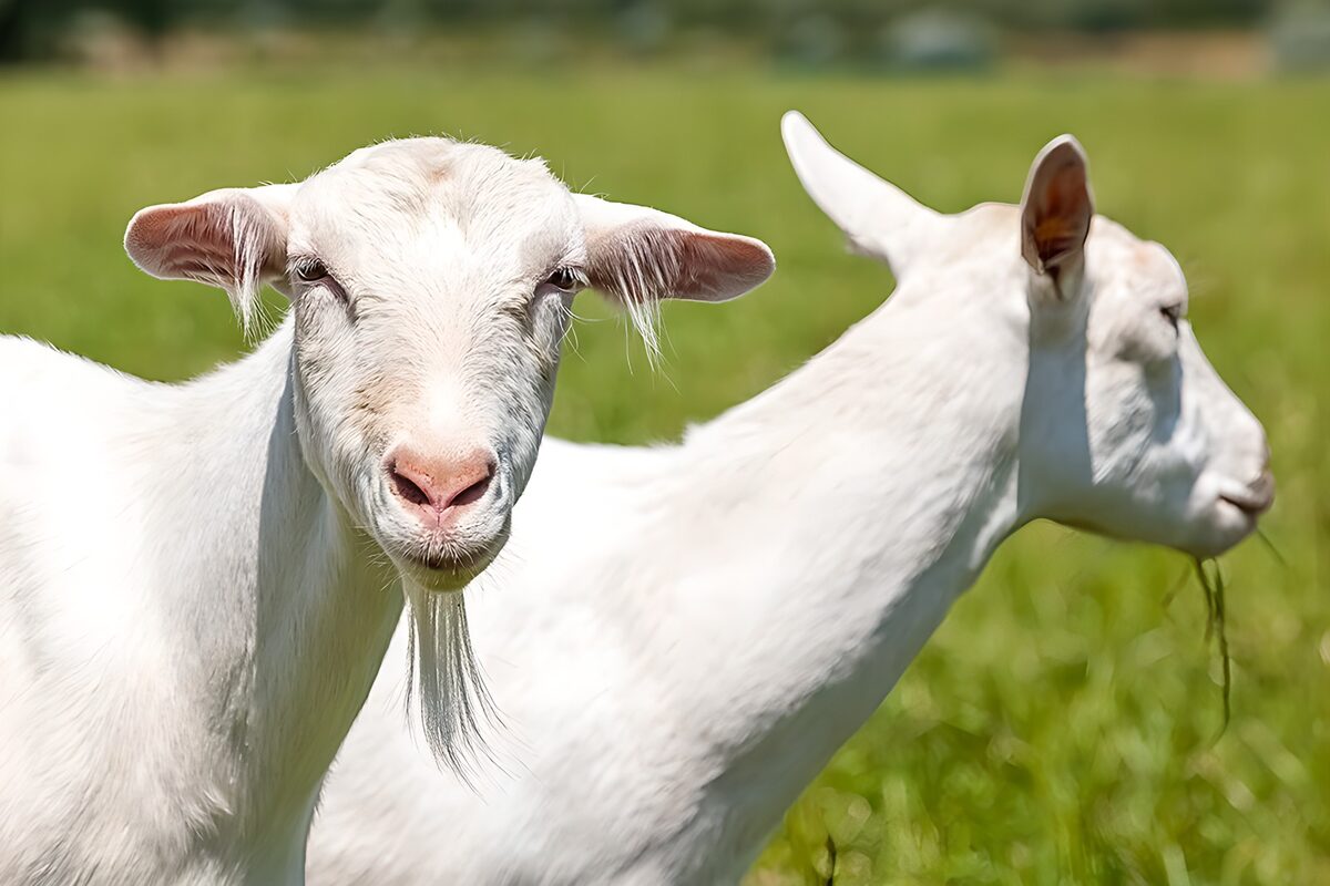 Twee witte geiten in de zon