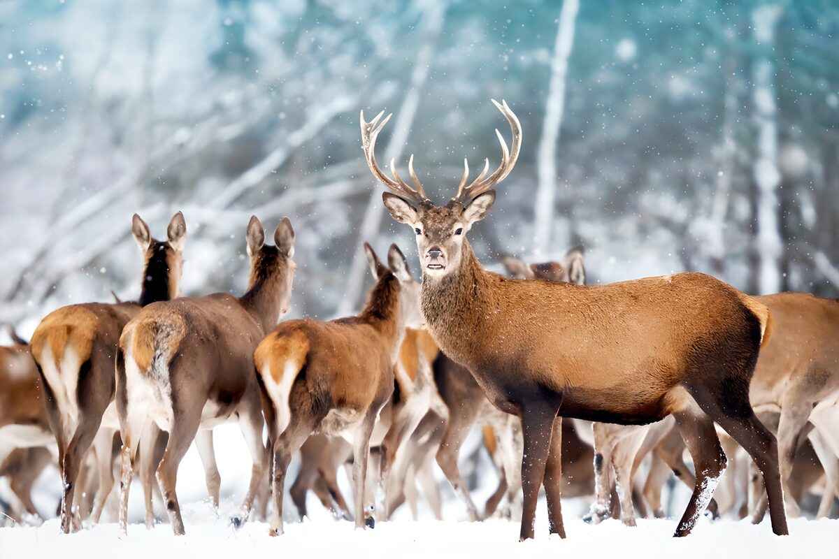 Edelherten in een besneeuwd bos