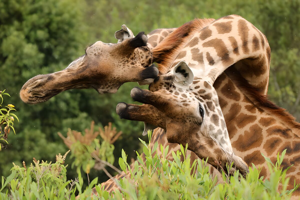 Twee giraffen tussen frisgroene struiken