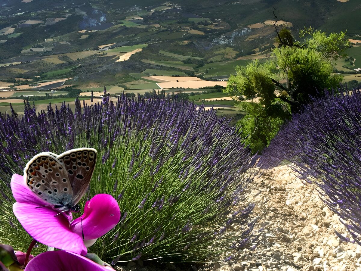 Vlinder tussen roze bloem en lavendel