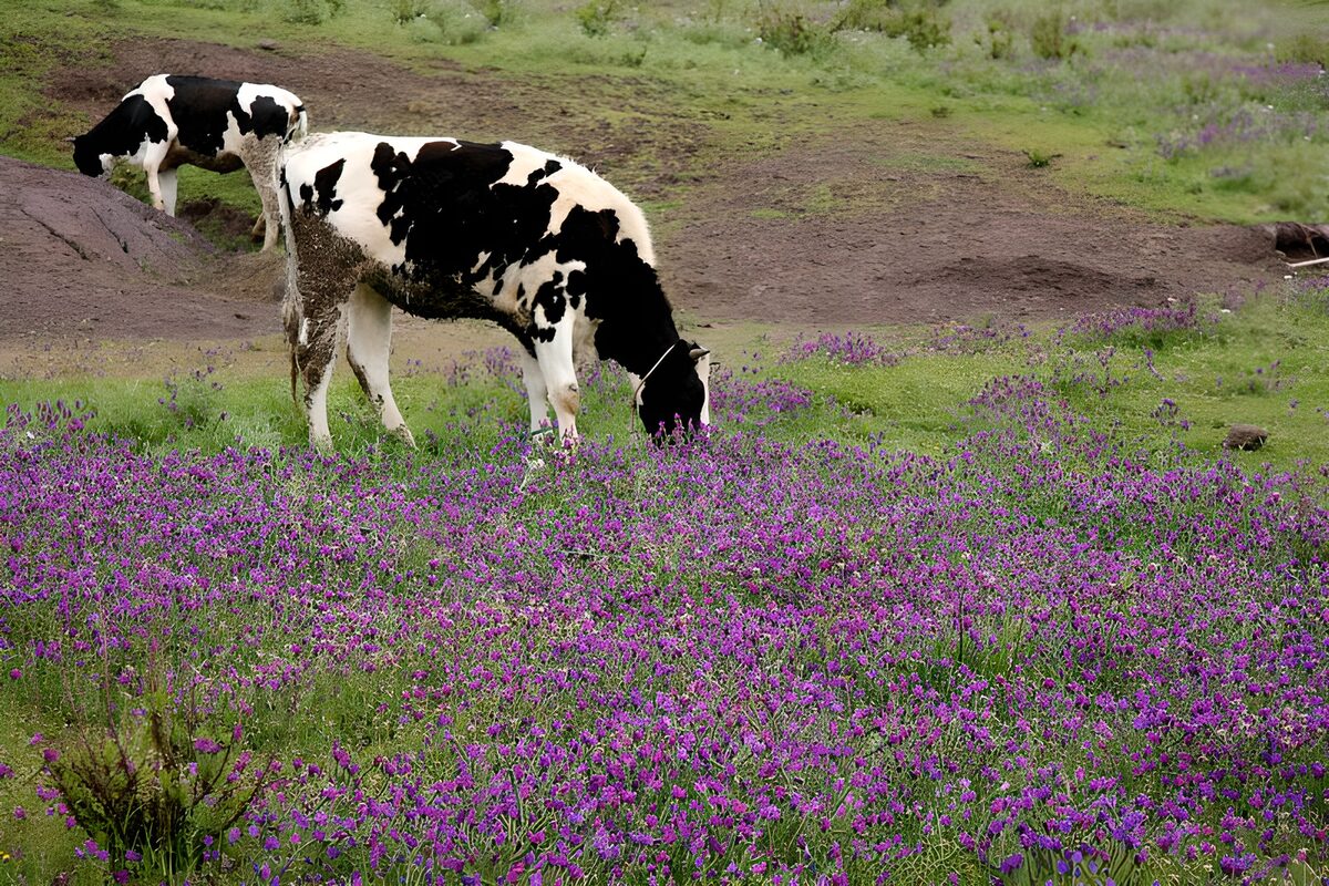Grazende koeien tussen paarse bloemen