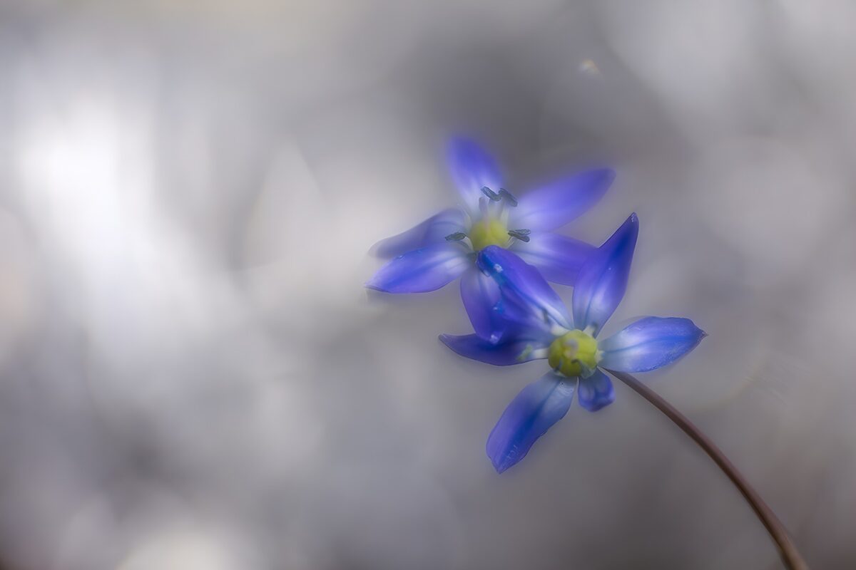 Twee blauwe bloemen in zacht licht
