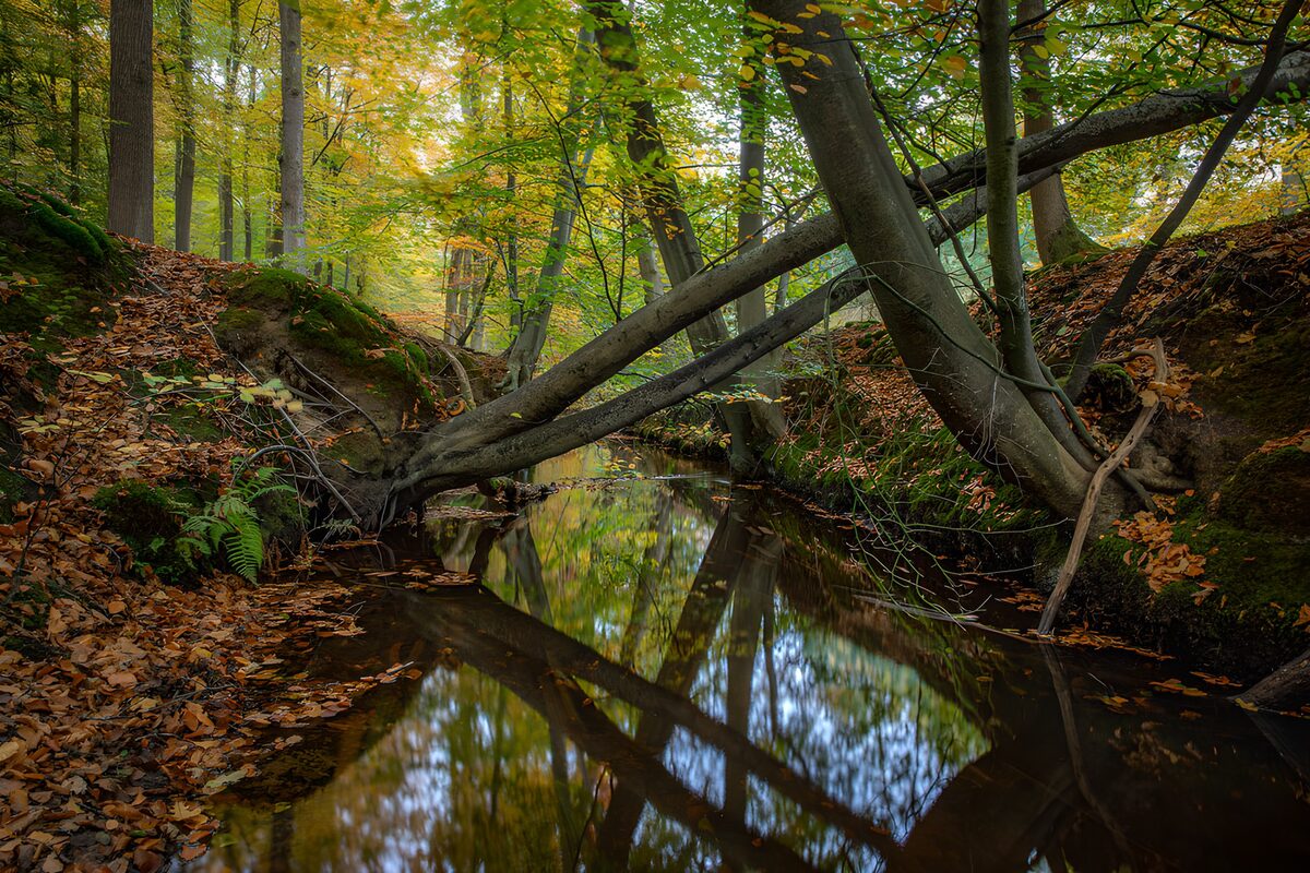 Herfstbeek met schuine boomstammen