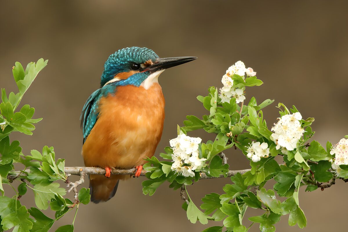 IJsvogel op een bloeiende tak
