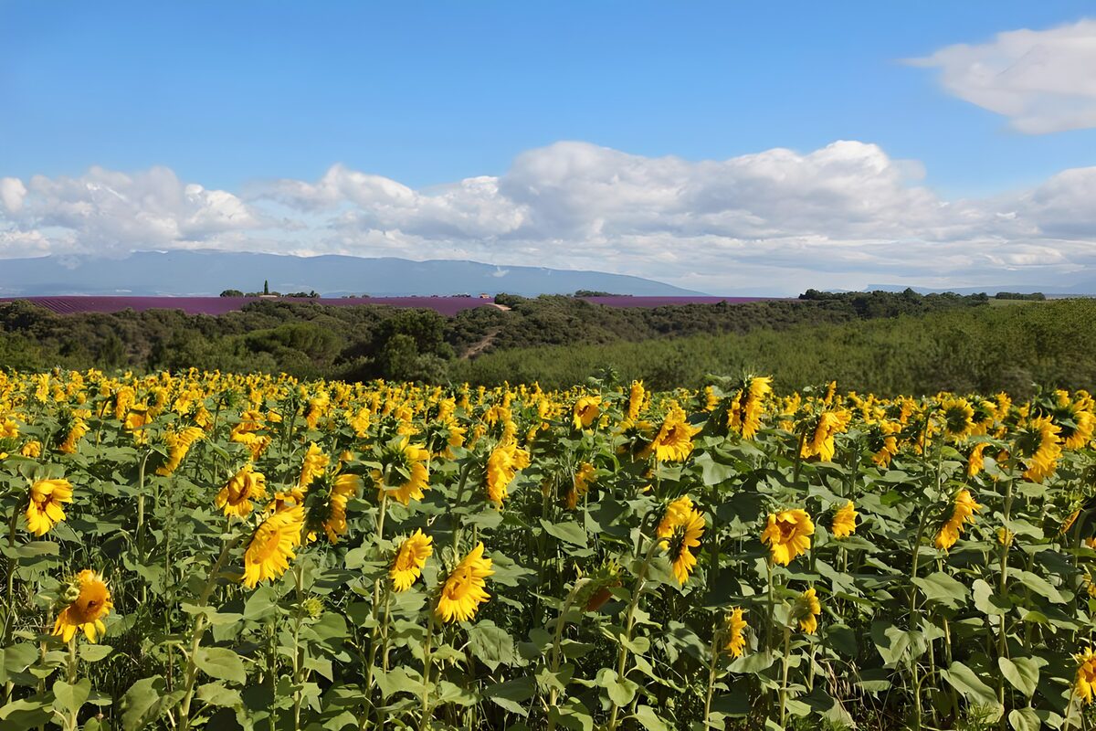 Zonnebloemen tussen aarde en wolken
