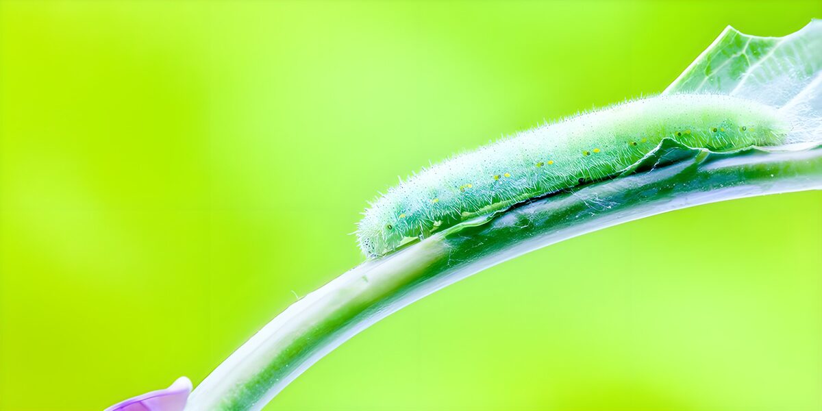 Groene rups op een gebogen bladsteel