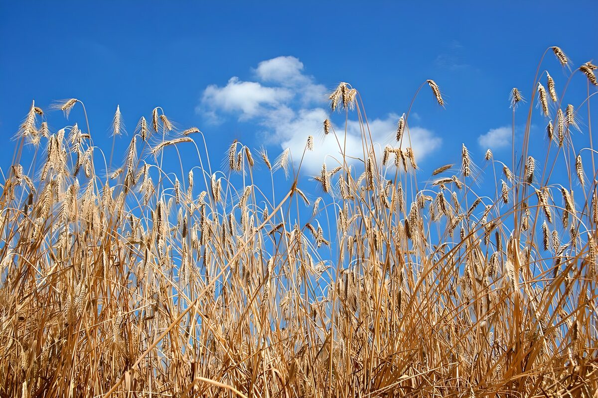 Gouden graan onder een blauwe lucht