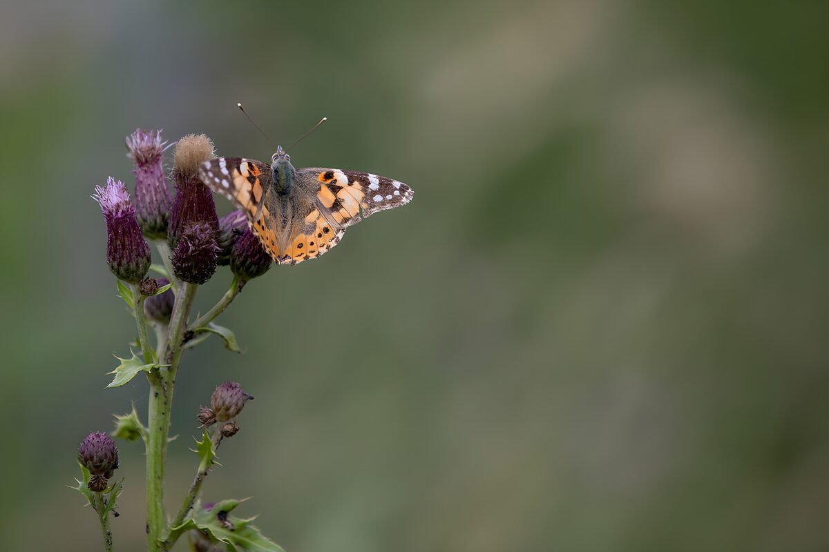 Distelvlinder op paars, in zacht licht