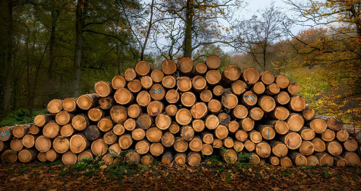 Gestapelde boomstammen in het herfstbos