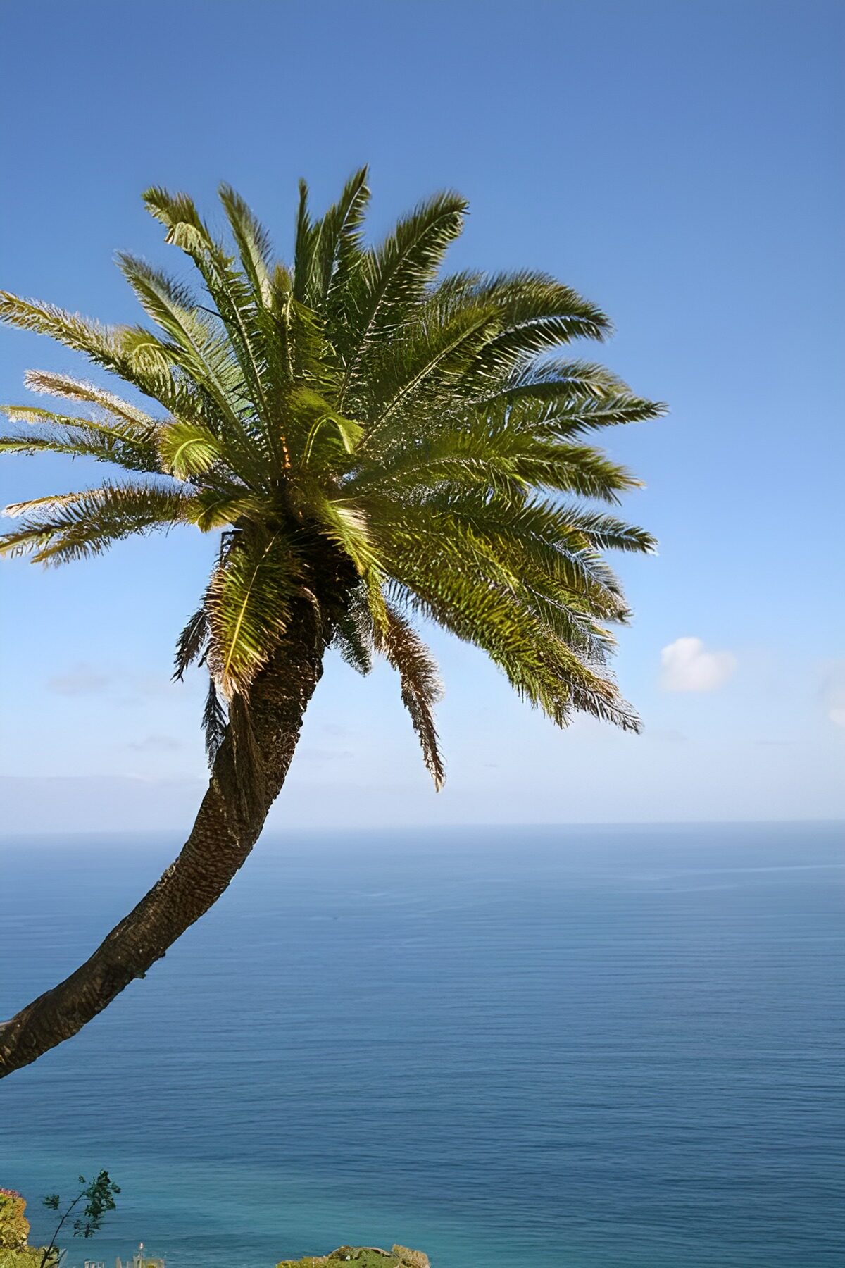 Palmboom boven de blauwe zee