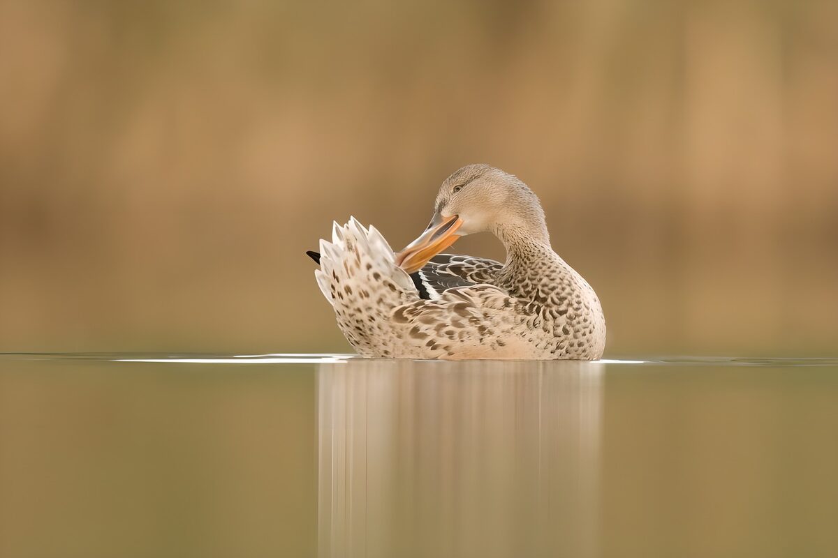Eend poetst haar veren op stil water