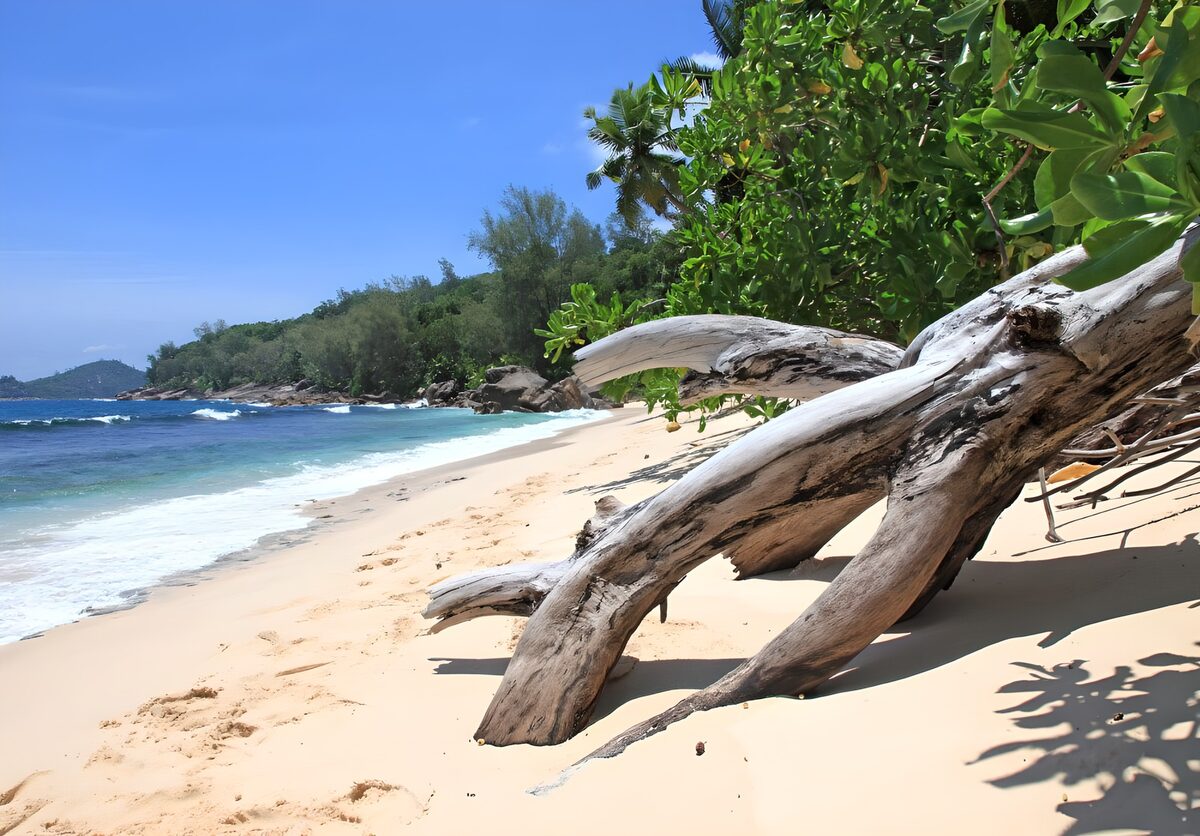 Boomstam op een zonnig tropisch strand
