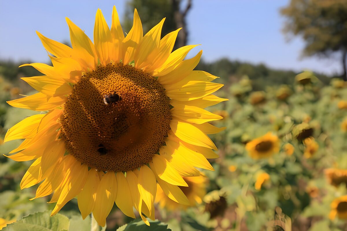 Zonnebloem met twee bijen