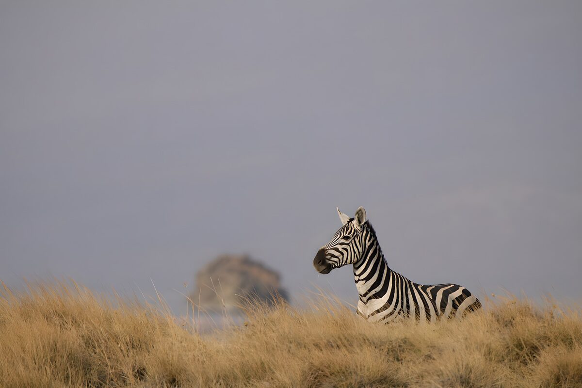 Zebra in goudkleurig gras