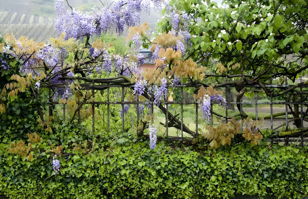 Blauweregen langs een groen tuinhek