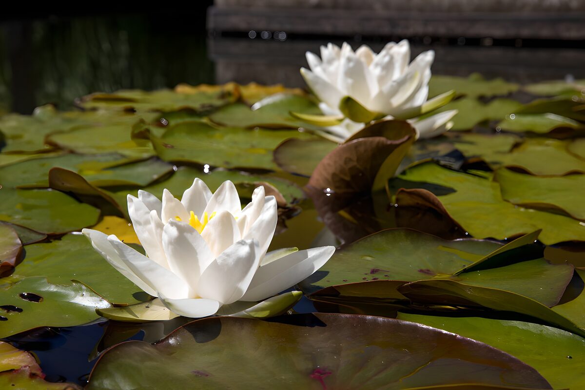 Twee witte waterlelies in de zon