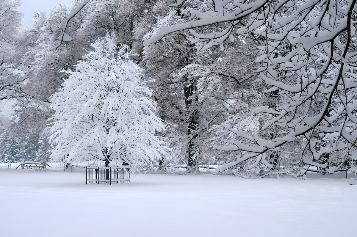 Besneeuwde boom achter een hekje