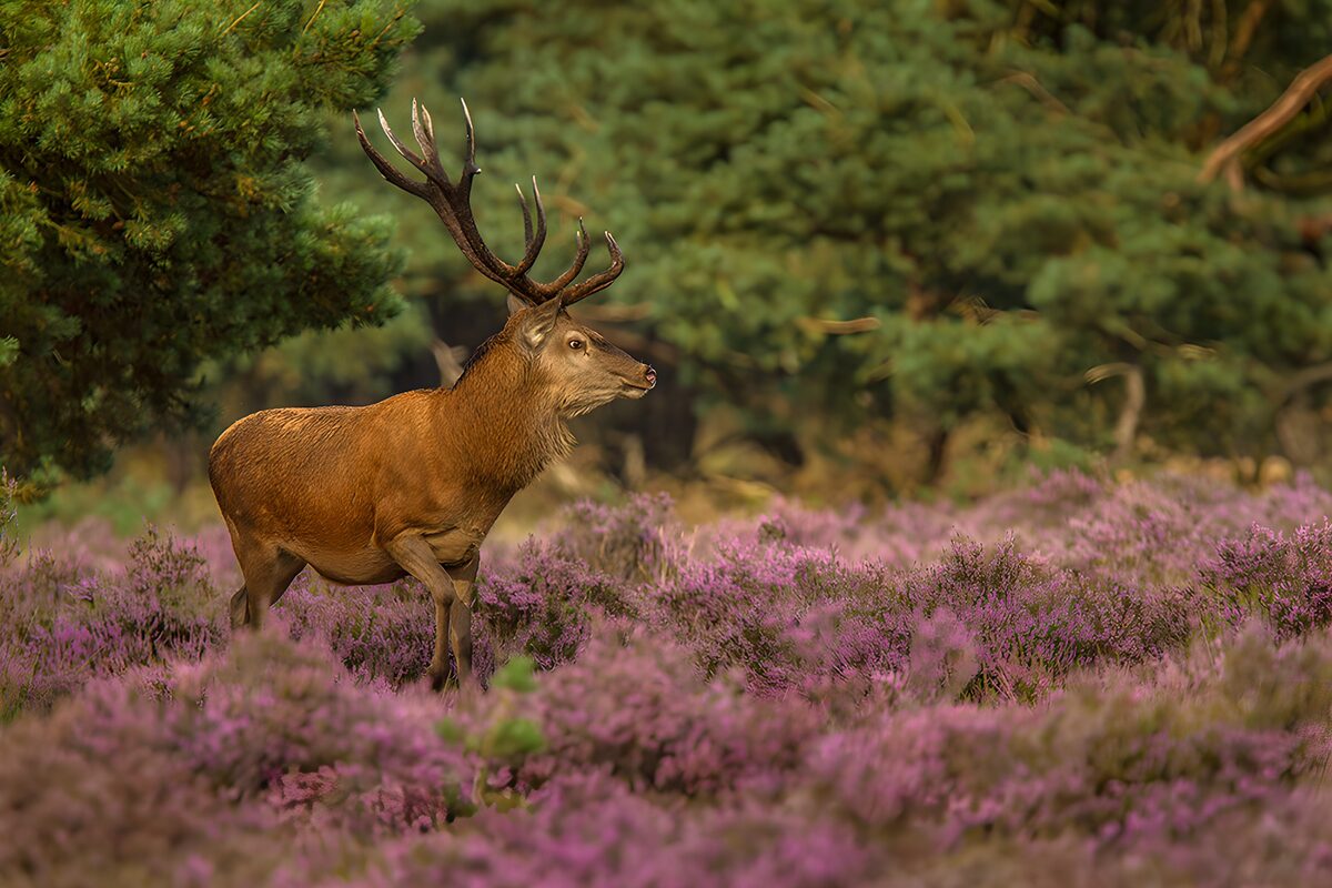 Edelhert tussen de paarse heide