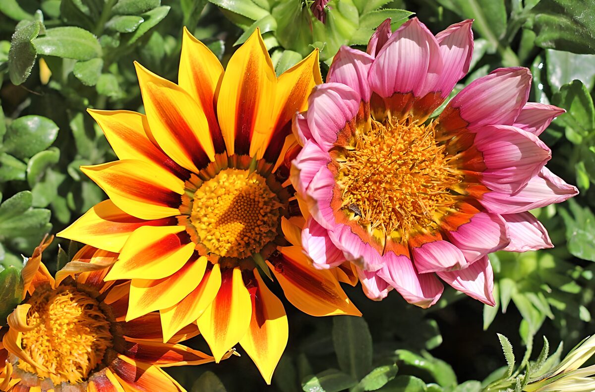 Gele en roze gazania’s in de zon