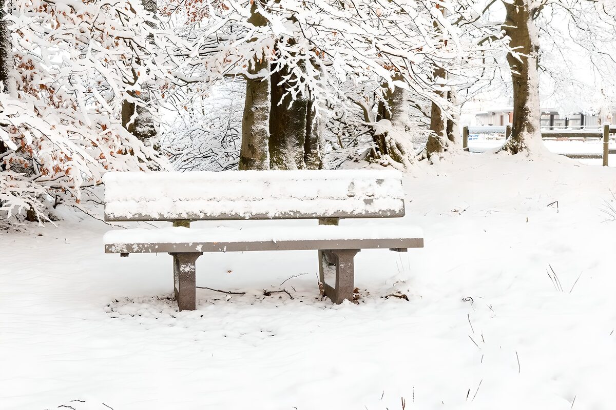 Besneeuwd bankje tussen winterbomen