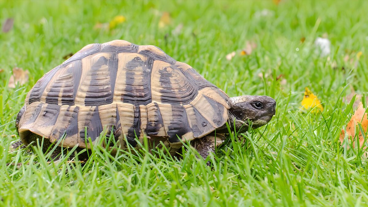 Schildpad in een zee van groen
