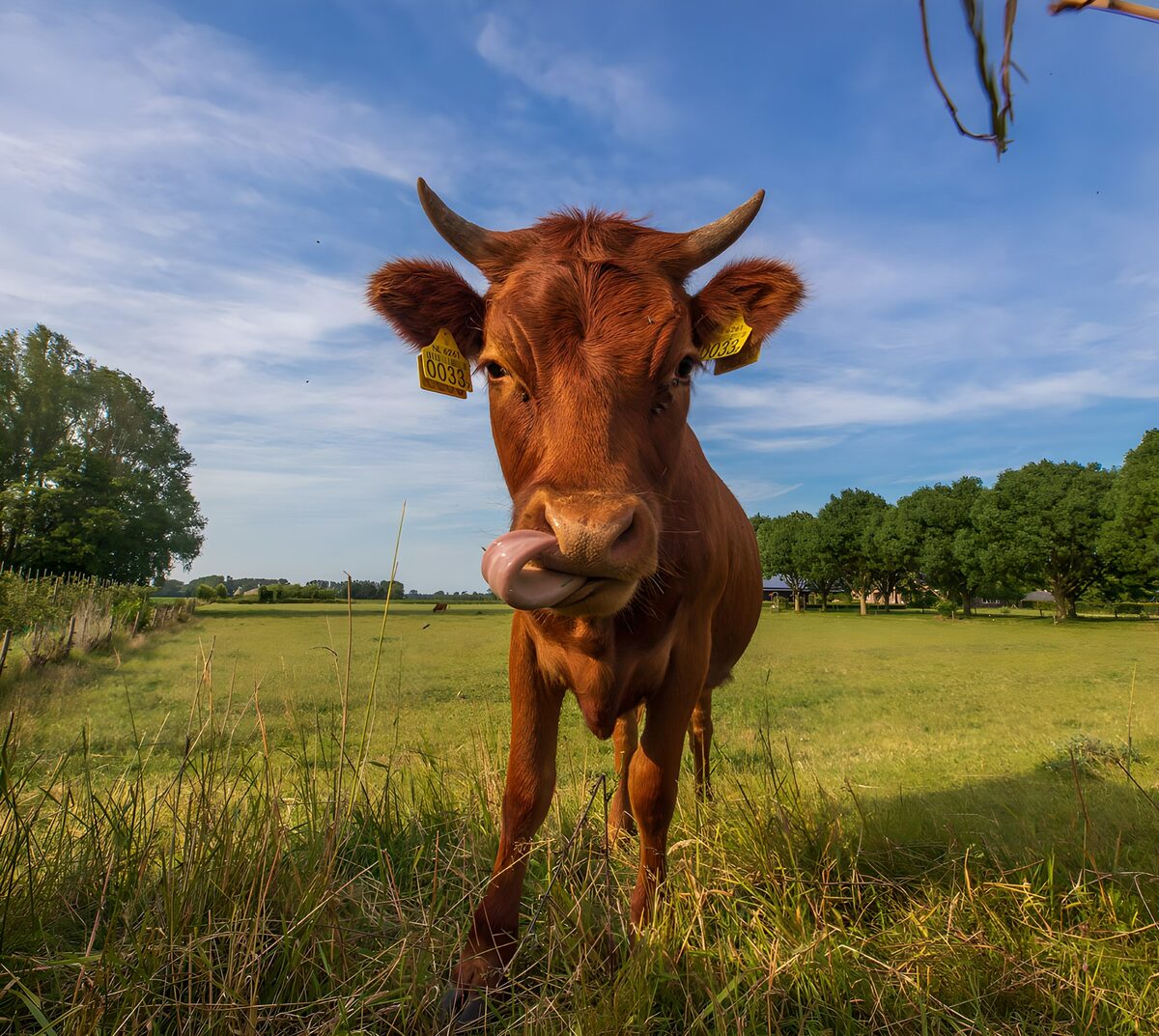 Bruine koe met hoorns in de wei