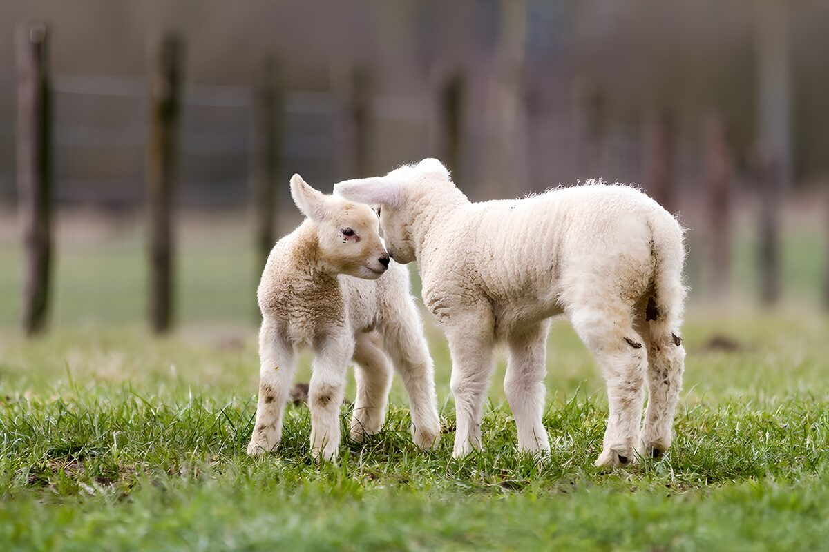 Twee witte lammetjes dicht bij elkaar