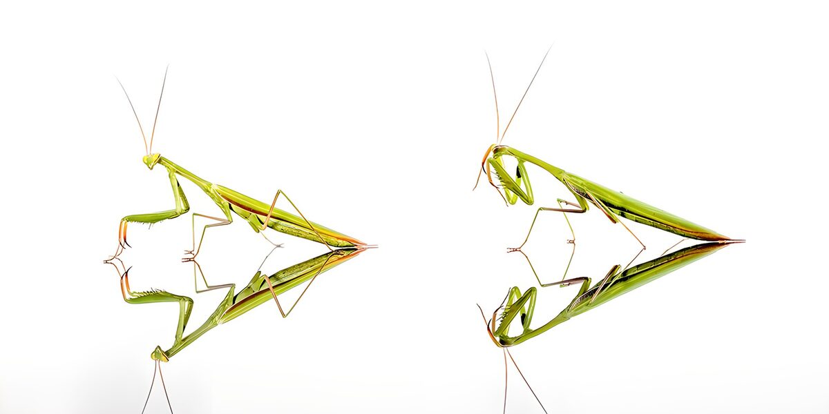 Twee groene bidsprinkhanen in spiegelbeeld