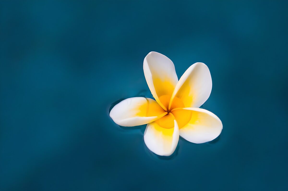 Frangipani op diepblauw water