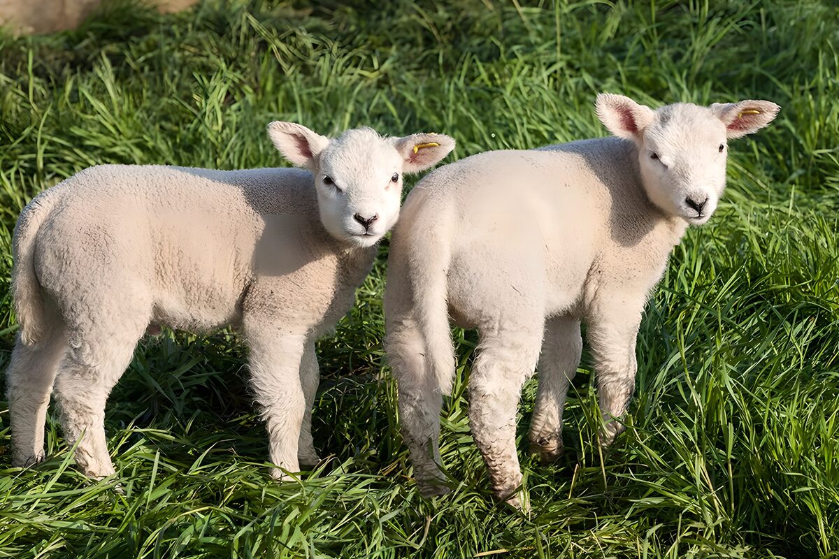 Twee lammeren in zonnig gras
