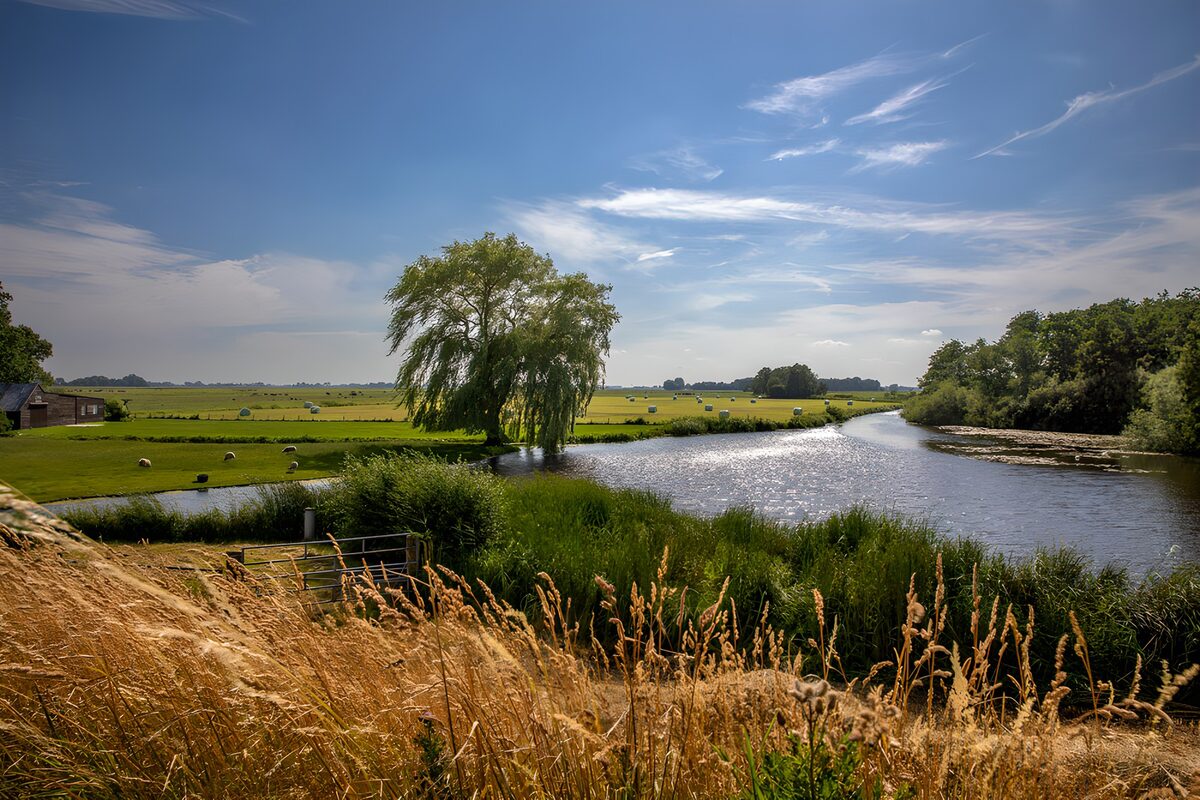 Wilg en schapenweide aan de rivier