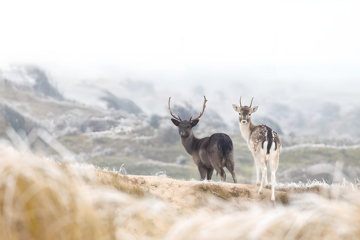Twee damherten in de mist