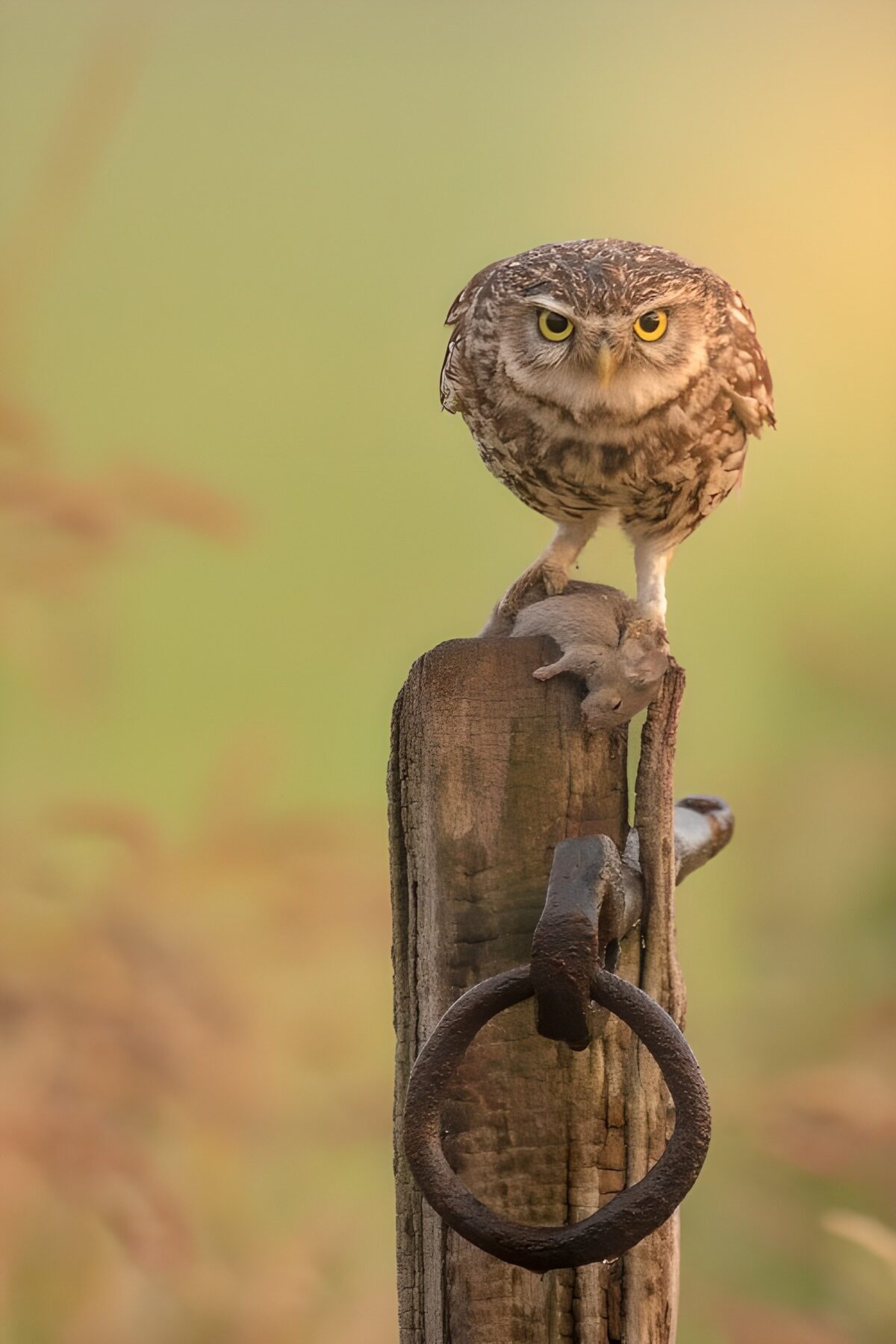 Uil met prooi op een houten paal