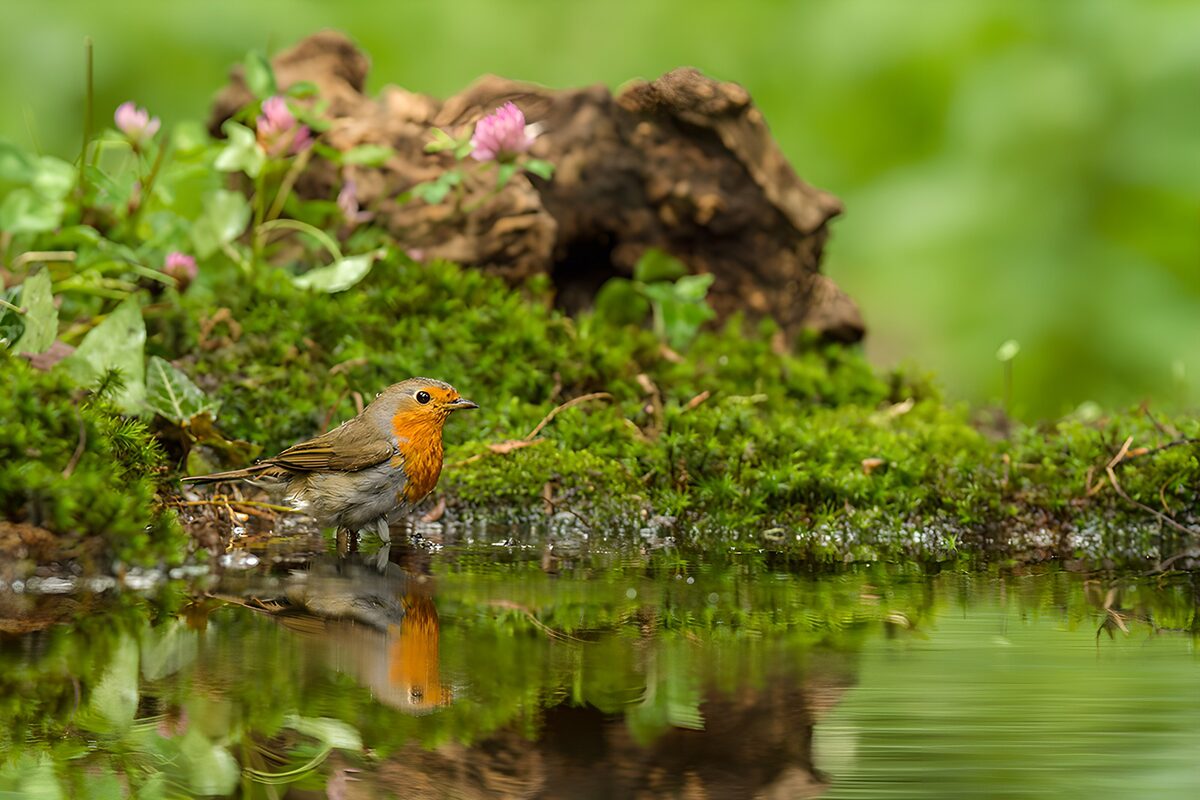 Roodborst aan de groene waterkant