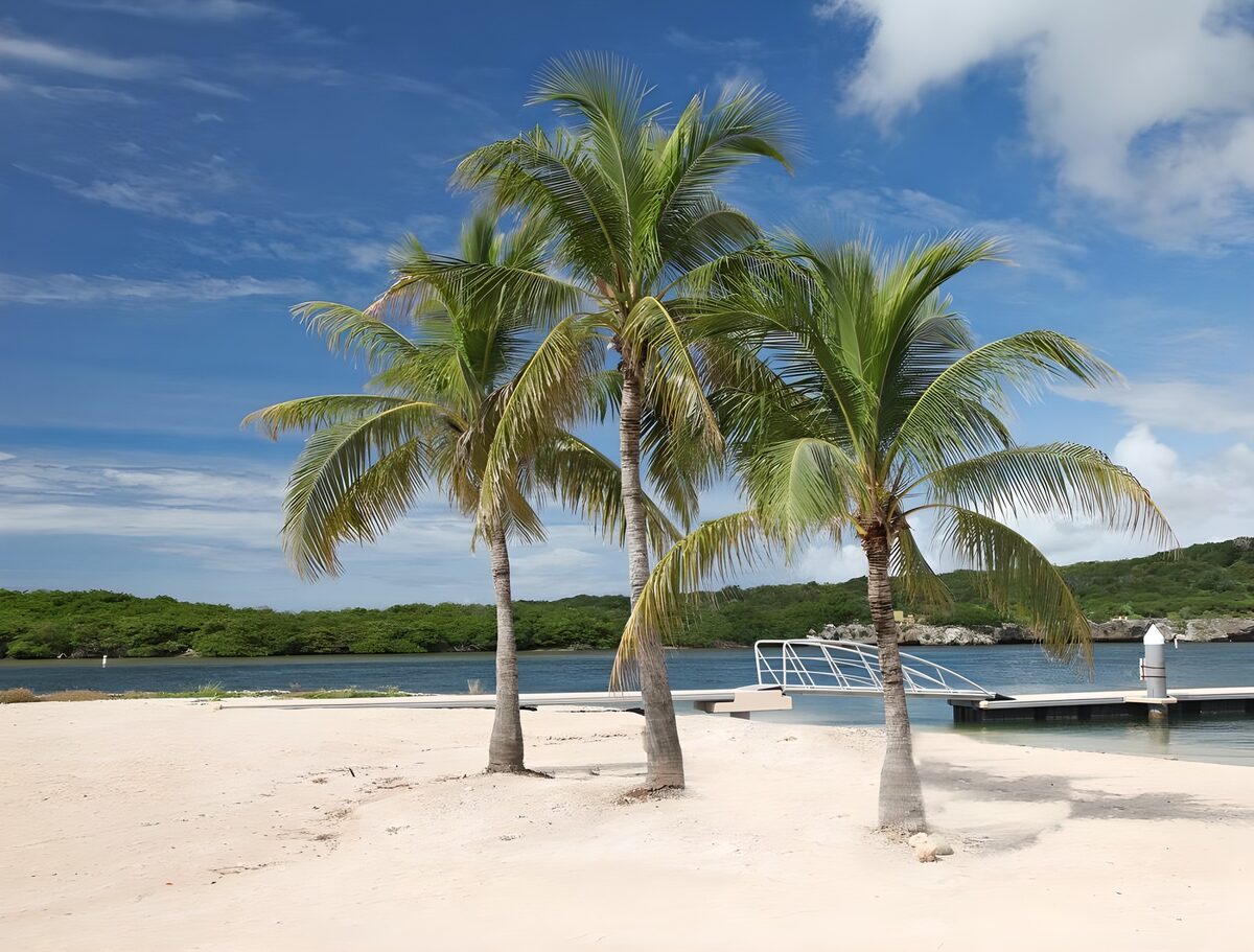 Drie palmbomen aan een zonnige baai