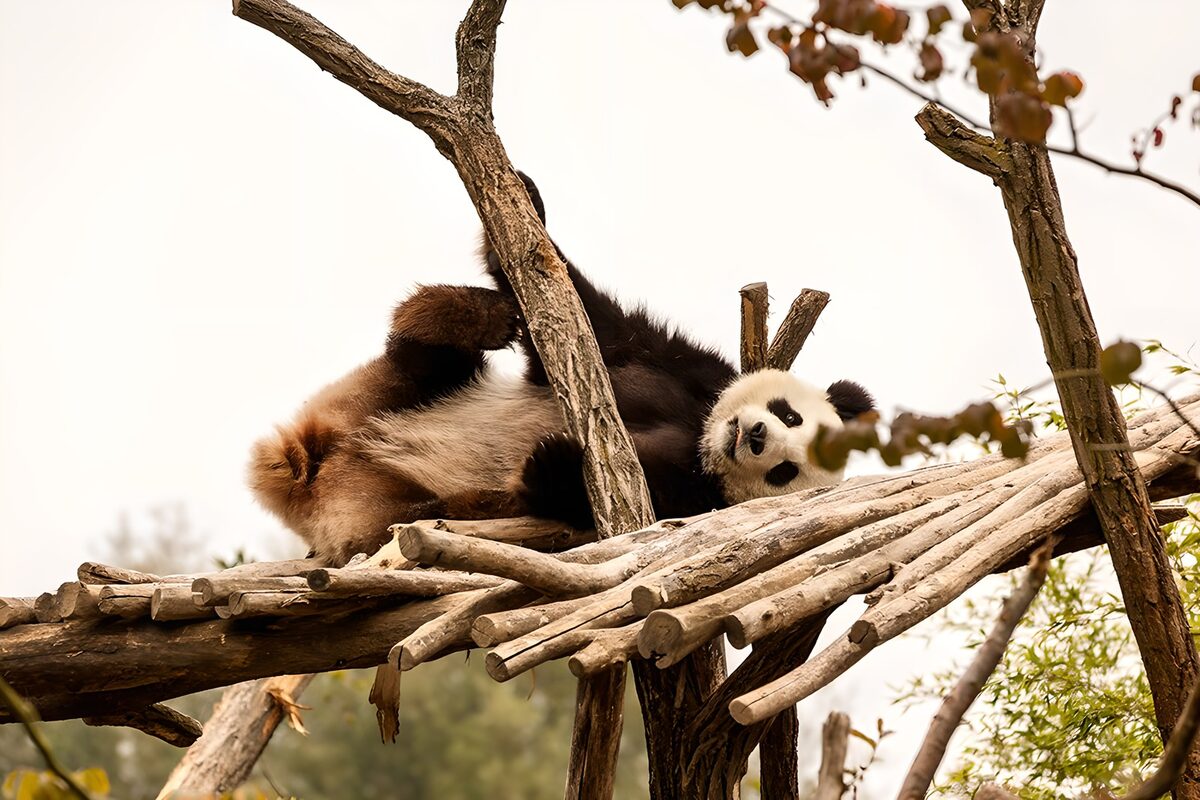 Reuzenpanda languit op de takken